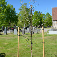 Omenapuu Sääksmäen hautausmaalla