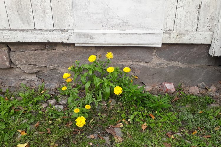 Kohtamispaikan kesäkeidas Kohtamispaikan kesäkeidas